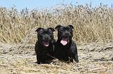 STAFFIE 024